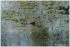 2025 05 30 0750 Surgeres OM 1202 web